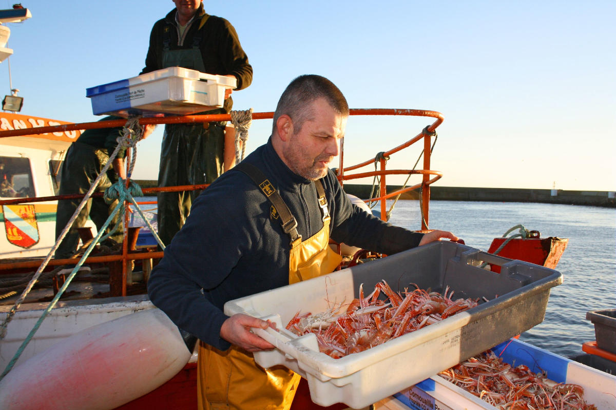 Débarquement des langoustines fraiches au port du Guilvinec